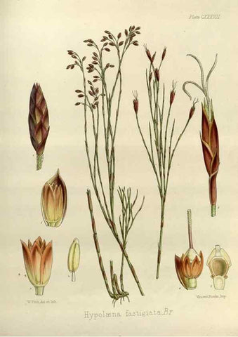 Reproducción/Reproduction 32731164270: The botany of the Antarctic voyage of H.M. discovery ships Erebus and Terror in the Years 1839-1843. London :Reeve Brothers,1844-1860.