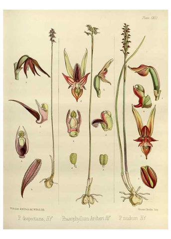 Reproducción/Reproduction 33071987546: The botany of the Antarctic voyage of H.M. discovery ships Erebus and Terror in the Years 1839-1843. London :Reeve Brothers,1844-1860.