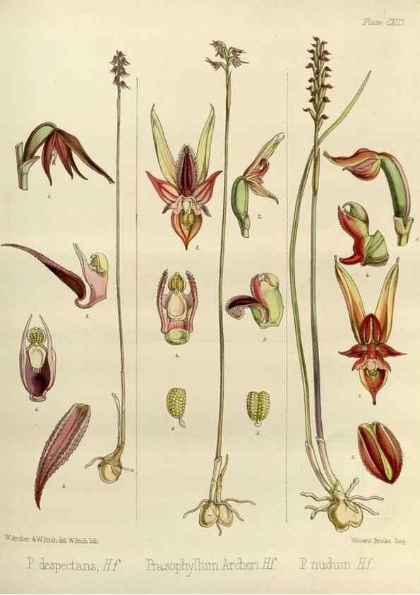 Reproducción/Reproduction 33071987546: The botany of the Antarctic voyage of H.M. discovery ships Erebus and Terror in the Years 1839-1843. London :Reeve Brothers,1844-1860.