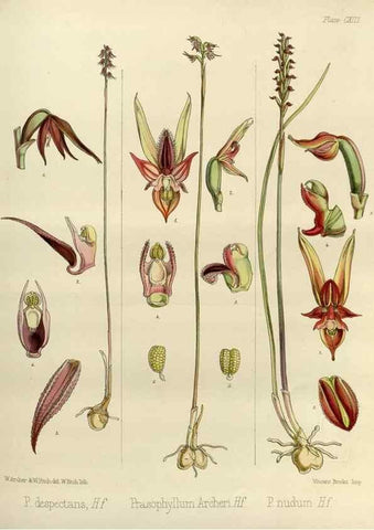 Reproducción/Reproduction 33071987546: The botany of the Antarctic voyage of H.M. discovery ships Erebus and Terror in the Years 1839-1843. London :Reeve Brothers,1844-1860.