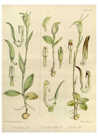 Reproducción/Reproduction 33071989986: The botany of the Antarctic voyage of H.M. discovery ships Erebus and Terror in the Years 1839-1843. London :Reeve Brothers,1844-1860.