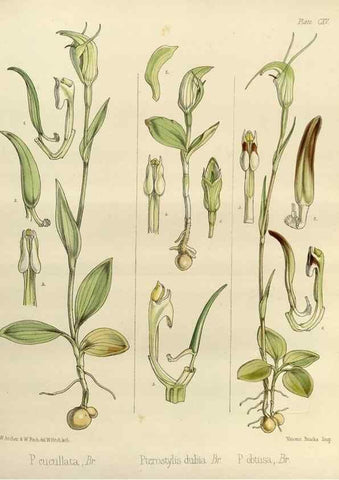 Reproducción/Reproduction 33071989986: The botany of the Antarctic voyage of H.M. discovery ships Erebus and Terror in the Years 1839-1843. London :Reeve Brothers,1844-1860.