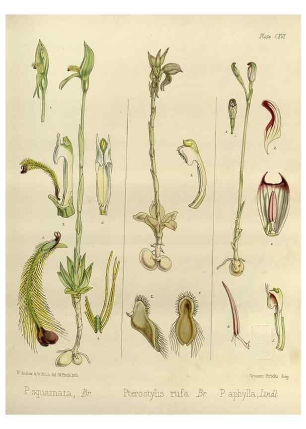 Reproducción/Reproduction 32268392534: The botany of the Antarctic voyage of H.M. discovery ships Erebus and Terror in the Years 1839-1843. London :Reeve Brothers,1844-1860.