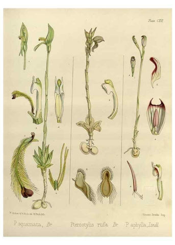 Reproducción/Reproduction 32268392534: The botany of the Antarctic voyage of H.M. discovery ships Erebus and Terror in the Years 1839-1843. London :Reeve Brothers,1844-1860.