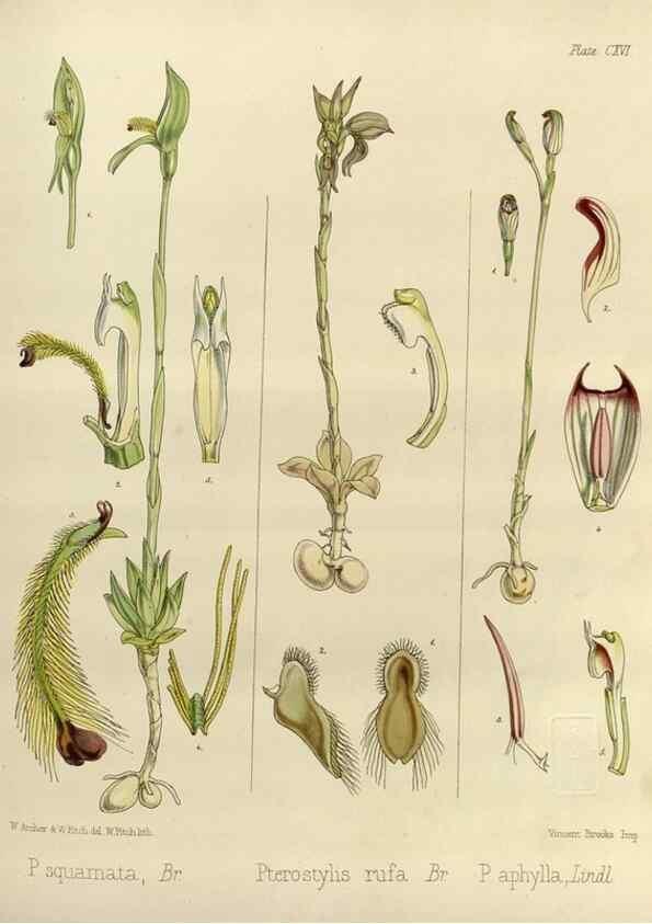 Reproducción/Reproduction 32268392534: The botany of the Antarctic voyage of H.M. discovery ships Erebus and Terror in the Years 1839-1843. London :Reeve Brothers,1844-1860.