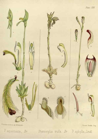 Reproducción/Reproduction 32268392534: The botany of the Antarctic voyage of H.M. discovery ships Erebus and Terror in the Years 1839-1843. London :Reeve Brothers,1844-1860.