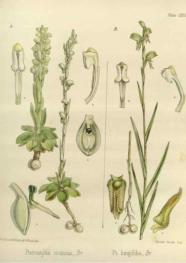 Reproducción/Reproduction 32268394844: The botany of the Antarctic voyage of H.M. discovery ships Erebus and Terror in the Years 1839-1843. London :Reeve Brothers,1844-1860.