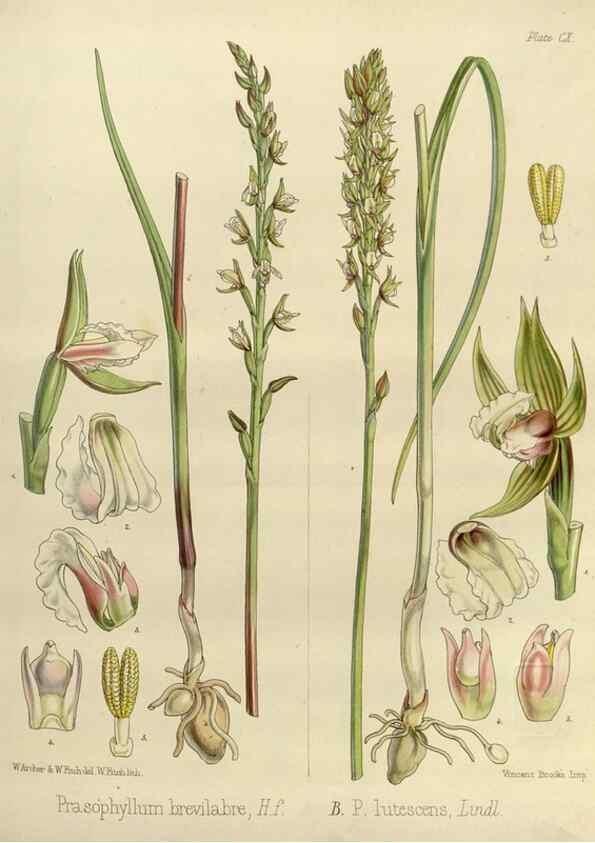 Reproducción/Reproduction 33071983976: The botany of the Antarctic voyage of H.M. discovery ships Erebus and Terror in the Years 1839-1843. London :Reeve Brothers,1844-1860.