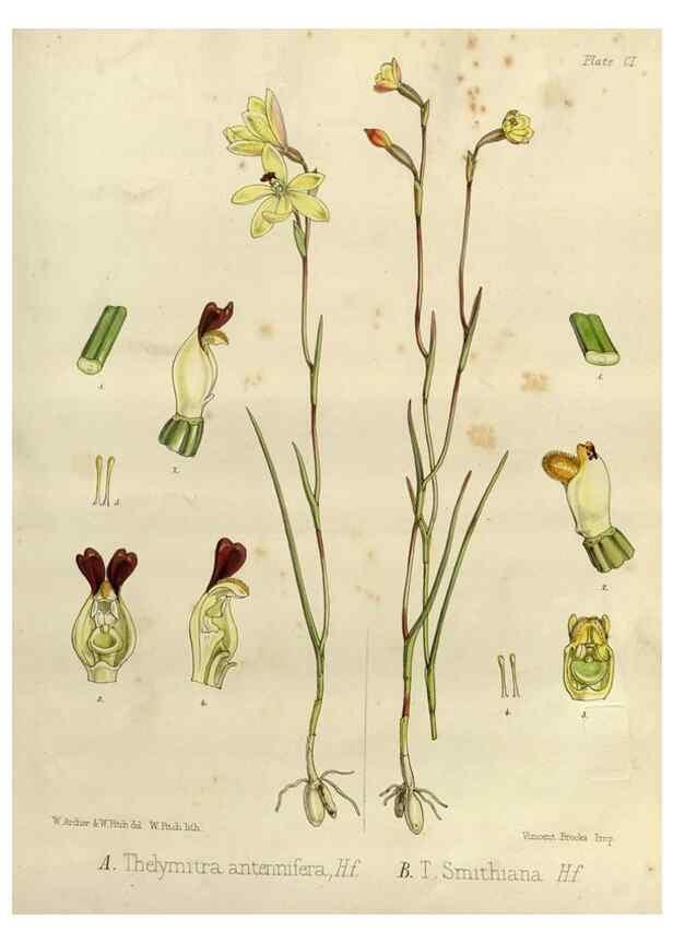 Reproducción/Reproduction 32986752491: The botany of the Antarctic voyage of H.M. discovery ships Erebus and Terror in the Years 1839-1843. London :Reeve Brothers,1844-1860.