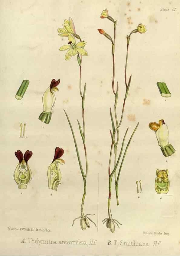 Reproducción/Reproduction 32986752491: The botany of the Antarctic voyage of H.M. discovery ships Erebus and Terror in the Years 1839-1843. London :Reeve Brothers,1844-1860.