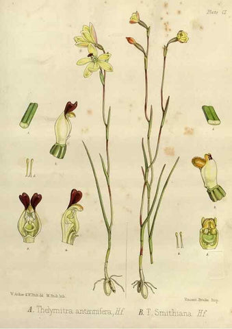 Reproducción/Reproduction 32986752491: The botany of the Antarctic voyage of H.M. discovery ships Erebus and Terror in the Years 1839-1843. London :Reeve Brothers,1844-1860.