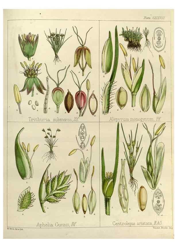 Reproducción/Reproduction 32731166890: The botany of the Antarctic voyage of H.M. discovery ships Erebus and Terror in the Years 1839-1843. London :Reeve Brothers,1844-1860.