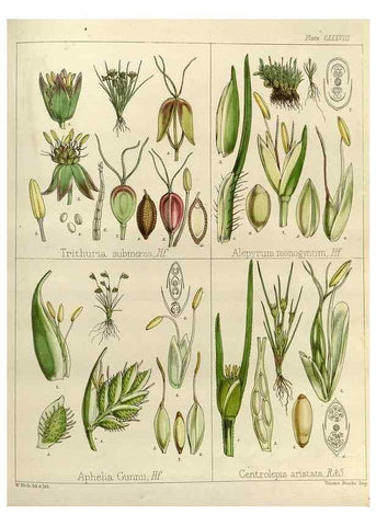 Reproducción/Reproduction 32731166890: The botany of the Antarctic voyage of H.M. discovery ships Erebus and Terror in the Years 1839-1843. London :Reeve Brothers,1844-1860.