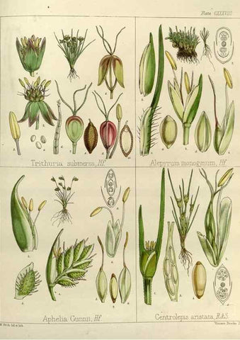Reproducción/Reproduction 32731166890: The botany of the Antarctic voyage of H.M. discovery ships Erebus and Terror in the Years 1839-1843. London :Reeve Brothers,1844-1860.