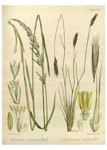 Reproducción/Reproduction 32986862921: The botany of the Antarctic voyage of H.M. discovery ships Erebus and Terror in the Years 1839-1843. London :Reeve Brothers,1844-1860.