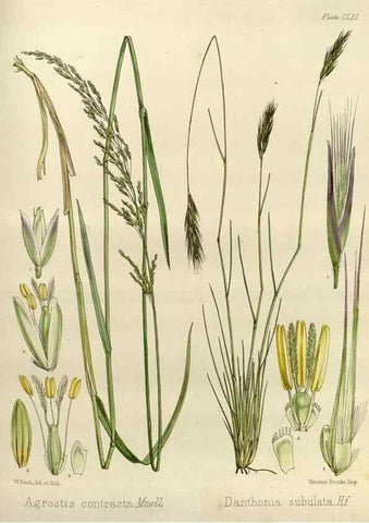 Reproducción/Reproduction 32986862921: The botany of the Antarctic voyage of H.M. discovery ships Erebus and Terror in the Years 1839-1843. London :Reeve Brothers,1844-1860.