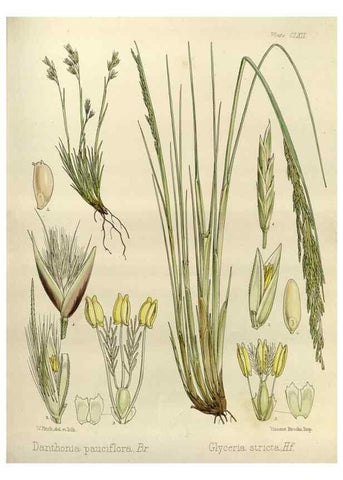 Reproducción/Reproduction 32986865721: The botany of the Antarctic voyage of H.M. discovery ships Erebus and Terror in the Years 1839-1843. London :Reeve Brothers,1844-1860.