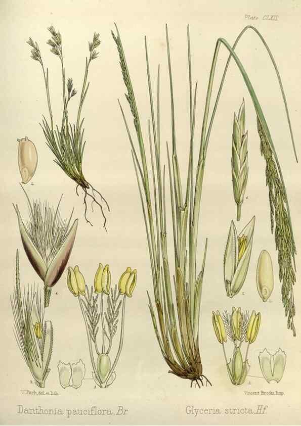 Reproducción/Reproduction 32986865721: The botany of the Antarctic voyage of H.M. discovery ships Erebus and Terror in the Years 1839-1843. London :Reeve Brothers,1844-1860.