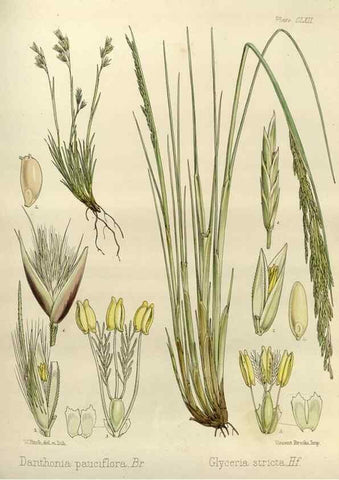 Reproducción/Reproduction 32986865721: The botany of the Antarctic voyage of H.M. discovery ships Erebus and Terror in the Years 1839-1843. London :Reeve Brothers,1844-1860.