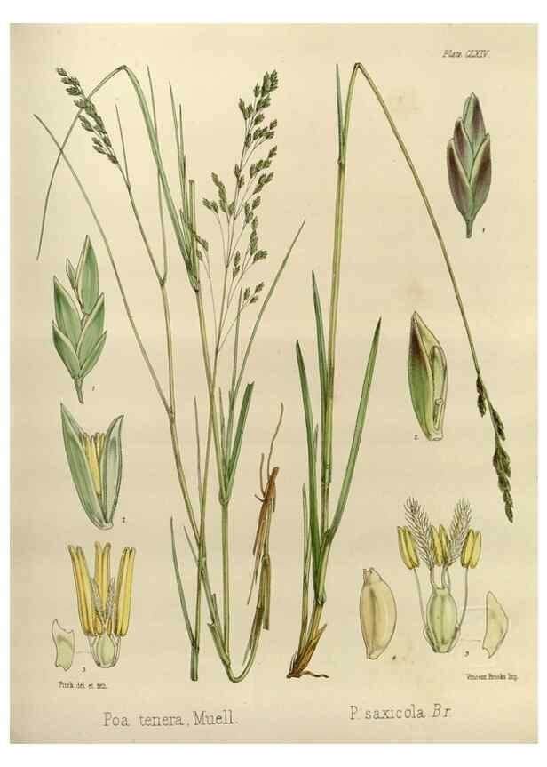 Reproducción/Reproduction 32298118643: The botany of the Antarctic voyage of H.M. discovery ships Erebus and Terror in the Years 1839-1843. London :Reeve Brothers,1844-1860.