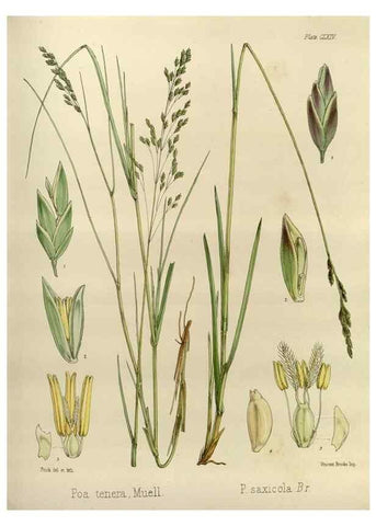 Reproducción/Reproduction 32298118643: The botany of the Antarctic voyage of H.M. discovery ships Erebus and Terror in the Years 1839-1843. London :Reeve Brothers,1844-1860.