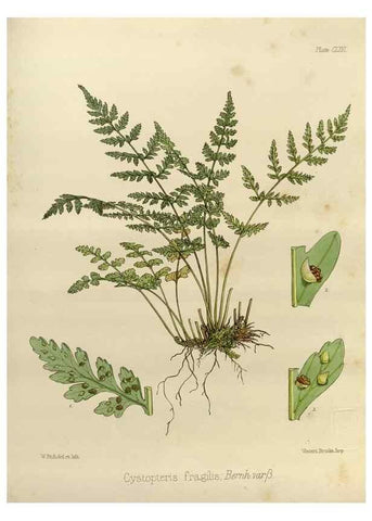 Reproducción/Reproduction 32298124243: The botany of the Antarctic voyage of H.M. discovery ships Erebus and Terror in the Years 1839-1843. London :Reeve Brothers,1844-1860.