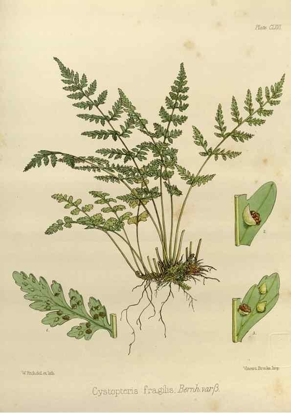 Reproducción/Reproduction 32298124243: The botany of the Antarctic voyage of H.M. discovery ships Erebus and Terror in the Years 1839-1843. London :Reeve Brothers,1844-1860.