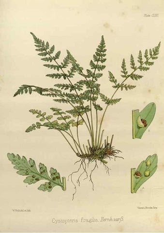 Reproducción/Reproduction 32298124243: The botany of the Antarctic voyage of H.M. discovery ships Erebus and Terror in the Years 1839-1843. London :Reeve Brothers,1844-1860.