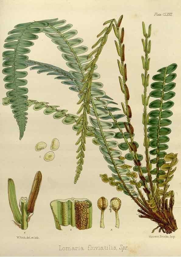 Reproducción/Reproduction 32298127823: The botany of the Antarctic voyage of H.M. discovery ships Erebus and Terror in the Years 1839-1843. London :Reeve Brothers,1844-1860.