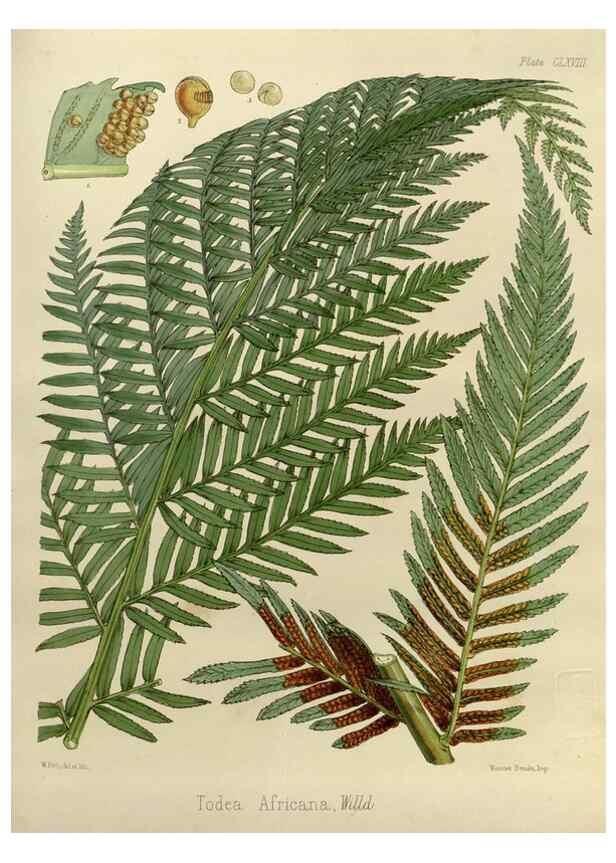 Reproducción/Reproduction 32957359042: The botany of the Antarctic voyage of H.M. discovery ships Erebus and Terror in the Years 1839-1843. London :Reeve Brothers,1844-1860.