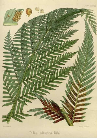 Reproducción/Reproduction 32957359042: The botany of the Antarctic voyage of H.M. discovery ships Erebus and Terror in the Years 1839-1843. London :Reeve Brothers,1844-1860.