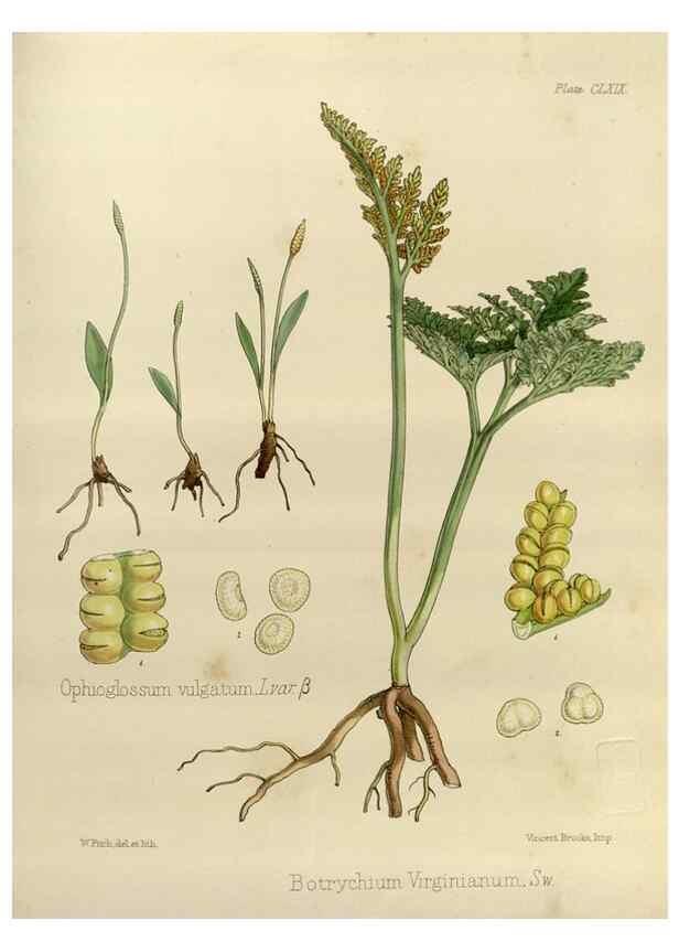 Reproducción/Reproduction 32957362192: The botany of the Antarctic voyage of H.M. discovery ships Erebus and Terror in the Years 1839-1843. London :Reeve Brothers,1844-1860.