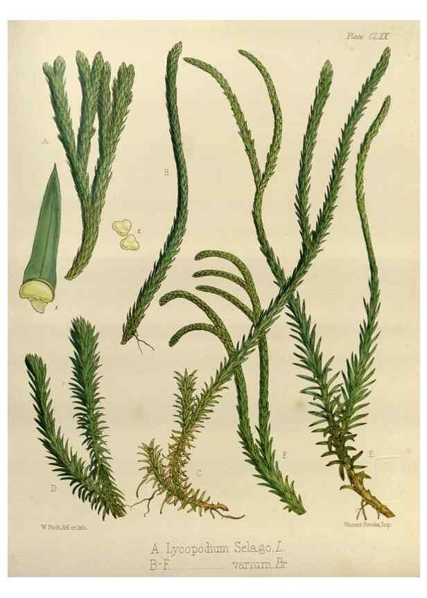 Reproducción/Reproduction 32957365312: The botany of the Antarctic voyage of H.M. discovery ships Erebus and Terror in the Years 1839-1843. London :Reeve Brothers,1844-1860.