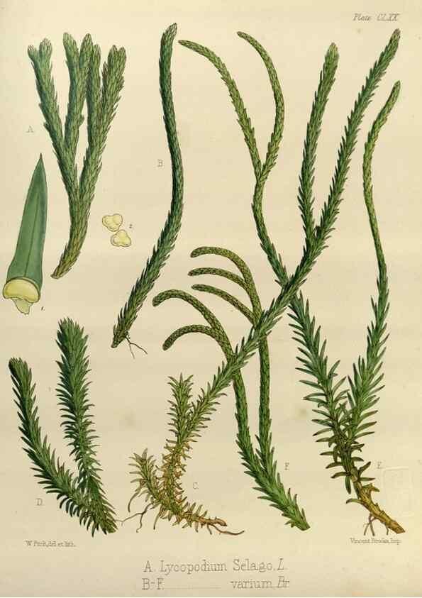 Reproducción/Reproduction 32957365312: The botany of the Antarctic voyage of H.M. discovery ships Erebus and Terror in the Years 1839-1843. London :Reeve Brothers,1844-1860.