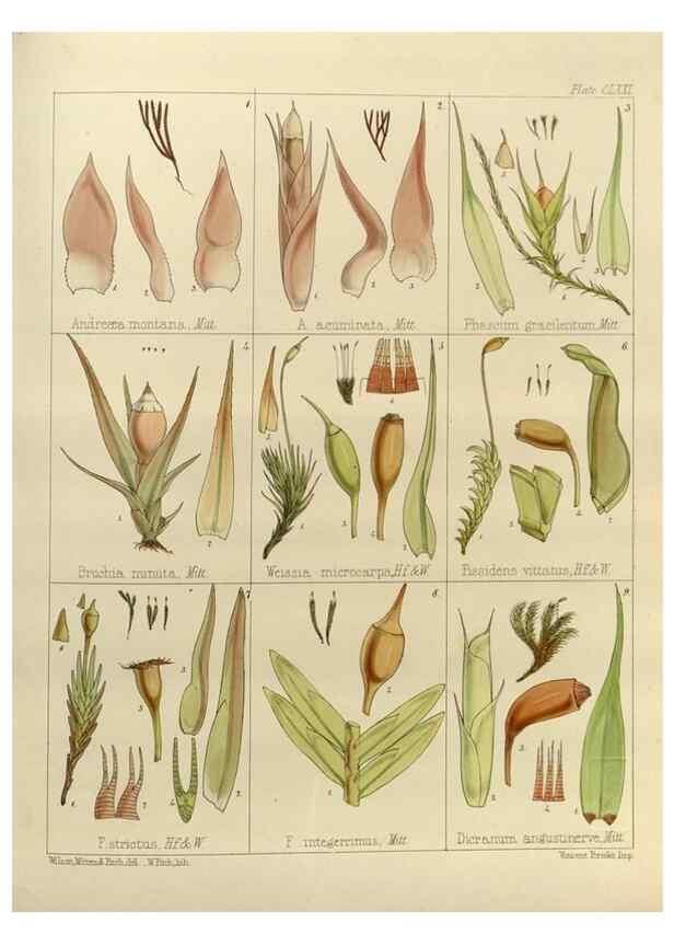 Reproducción/Reproduction 33113609655: The botany of the Antarctic voyage of H.M. discovery ships Erebus and Terror in the Years 1839-1843. London :Reeve Brothers,1844-1860.
