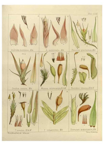 Reproducción/Reproduction 33113609655: The botany of the Antarctic voyage of H.M. discovery ships Erebus and Terror in the Years 1839-1843. London :Reeve Brothers,1844-1860.