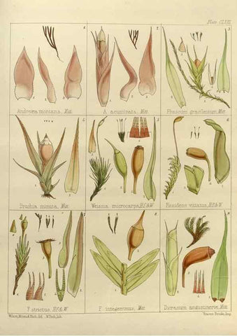 Reproducción/Reproduction 33113609655: The botany of the Antarctic voyage of H.M. discovery ships Erebus and Terror in the Years 1839-1843. London :Reeve Brothers,1844-1860.
