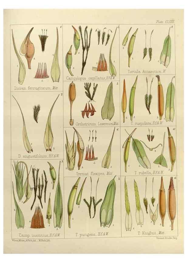 Reproducción/Reproduction 33113610565: The botany of the Antarctic voyage of H.M. discovery ships Erebus and Terror in the Years 1839-1843. London :Reeve Brothers,1844-1860.