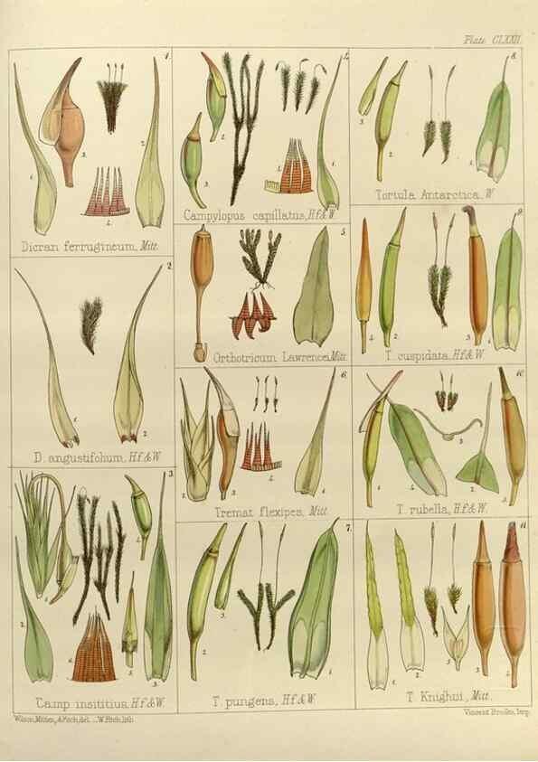 Reproducción/Reproduction 33113610565: The botany of the Antarctic voyage of H.M. discovery ships Erebus and Terror in the Years 1839-1843. London :Reeve Brothers,1844-1860.