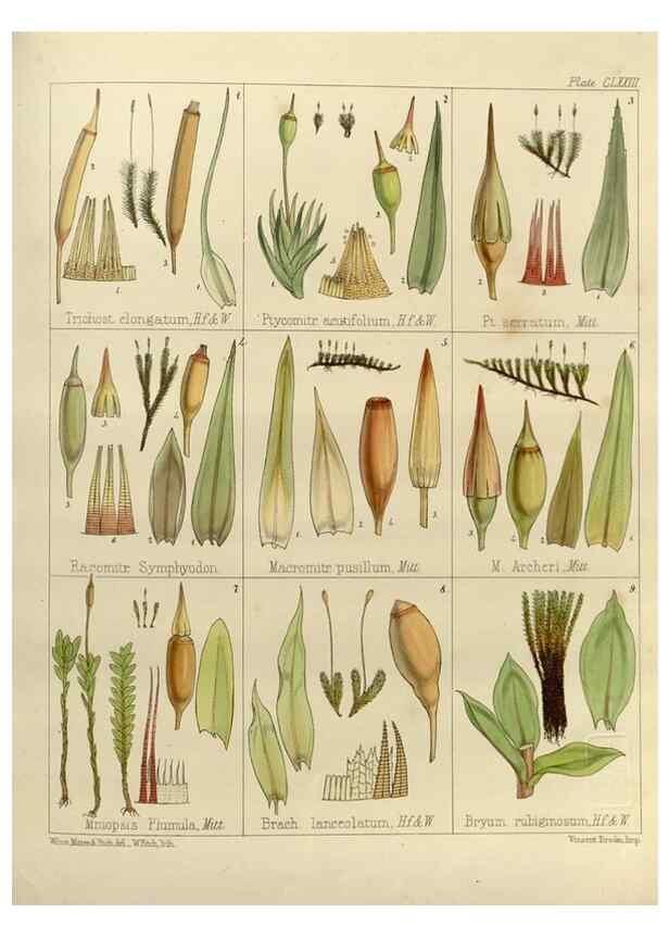 Reproducción/Reproduction 33113611815: The botany of the Antarctic voyage of H.M. discovery ships Erebus and Terror in the Years 1839-1843. London :Reeve Brothers,1844-1860.