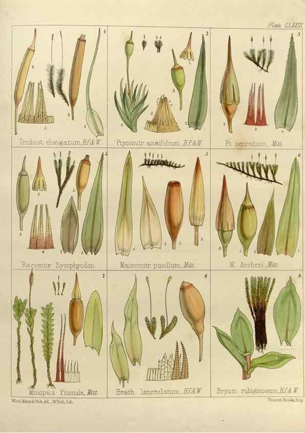 Reproducción/Reproduction 33113611815: The botany of the Antarctic voyage of H.M. discovery ships Erebus and Terror in the Years 1839-1843. London :Reeve Brothers,1844-1860.