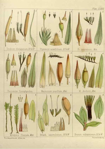 Reproducción/Reproduction 33113611815: The botany of the Antarctic voyage of H.M. discovery ships Erebus and Terror in the Years 1839-1843. London :Reeve Brothers,1844-1860.