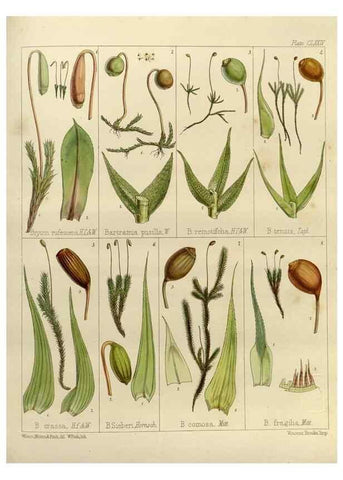 Reproducción/Reproduction 33113612745: The botany of the Antarctic voyage of H.M. discovery ships Erebus and Terror in the Years 1839-1843. London :Reeve Brothers,1844-1860.