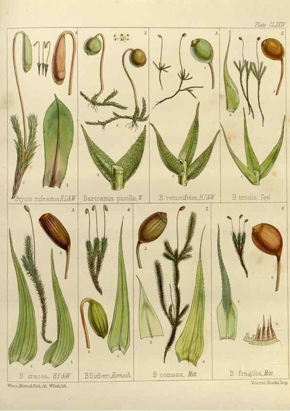 Reproducción/Reproduction 33113612745: The botany of the Antarctic voyage of H.M. discovery ships Erebus and Terror in the Years 1839-1843. London :Reeve Brothers,1844-1860.