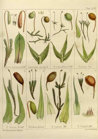 Reproducción/Reproduction 33113612745: The botany of the Antarctic voyage of H.M. discovery ships Erebus and Terror in the Years 1839-1843. London :Reeve Brothers,1844-1860.