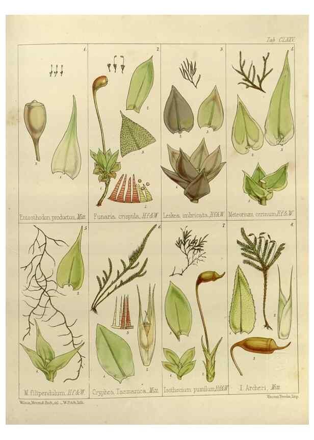 Reproducción/Reproduction 32731233380: The botany of the Antarctic voyage of H.M. discovery ships Erebus and Terror in the Years 1839-1843. London :Reeve Brothers,1844-1860.
