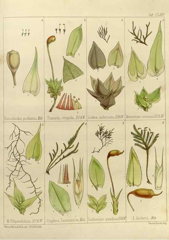 Reproducción/Reproduction 32731233380: The botany of the Antarctic voyage of H.M. discovery ships Erebus and Terror in the Years 1839-1843. London :Reeve Brothers,1844-1860.