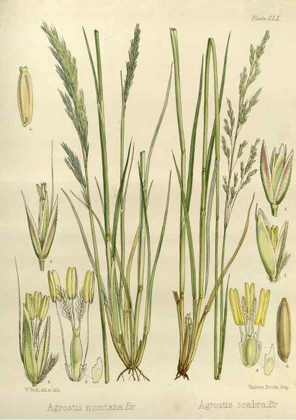 Reproducción/Reproduction 32986860211: The botany of the Antarctic voyage of H.M. discovery ships Erebus and Terror in the Years 1839-1843. London :Reeve Brothers,1844-1860.
