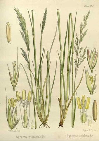Reproducción/Reproduction 32986860211: The botany of the Antarctic voyage of H.M. discovery ships Erebus and Terror in the Years 1839-1843. London :Reeve Brothers,1844-1860.