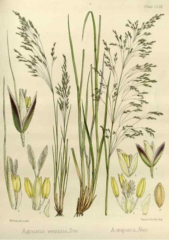Reproducción/Reproduction 33113593205: The botany of the Antarctic voyage of H.M. discovery ships Erebus and Terror in the Years 1839-1843. London :Reeve Brothers,1844-1860.